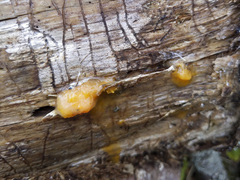 Fusicolla merismoides