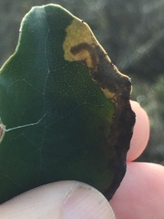 Epiphthora melanombra