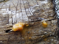 Fusicolla merismoides
