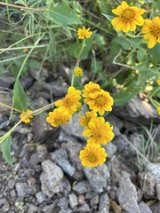 Thymophylla pentachaeta