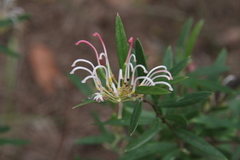 Grevillea sericea