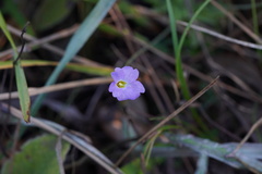 Pinguicula pumila