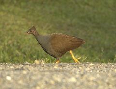 Megapodius reinwardt