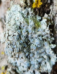 Physcia aipolia