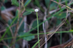 Lachnocaulon anceps