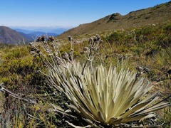 Espeletia