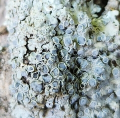 Physcia aipolia