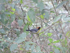 Atlapetes latinuchus