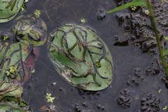 Polypedilum braseniae