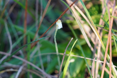 Pinguicula pumila
