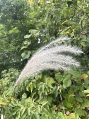 Miscanthus