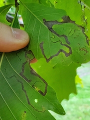 Stigmella saginella