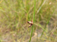 Schoenoplectus acutus