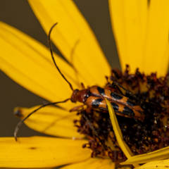 Strangalia sexnotata