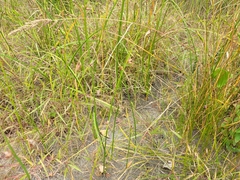 Schoenoplectus acutus