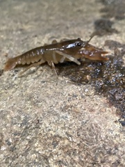 Cambarus