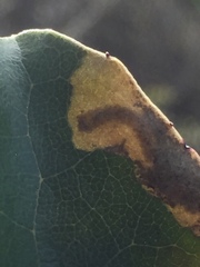 Epiphthora melanombra