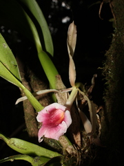 Trichopilia marginata