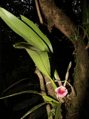 Trichopilia marginata