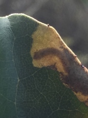 Epiphthora melanombra