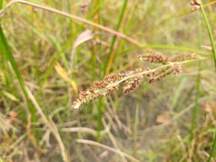 Echinochloa crus-galli