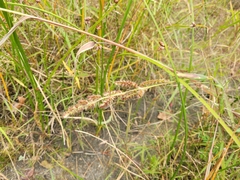 Echinochloa crus-galli