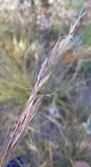 Achnatherum sibiricum