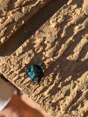 Tectocoris diophthalmus