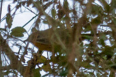 Leiothlypis ruficapilla
