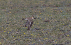 Charadrius leschenaultii