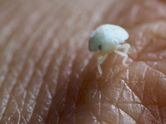 Flatormenis proxima