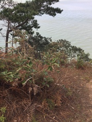 Epiphthora melanombra