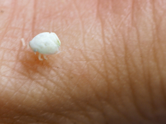 Flatormenis proxima