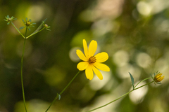Bidens mitis