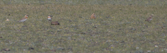 Charadrius leschenaultii