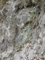 Muehlenbeckia tamnifolia