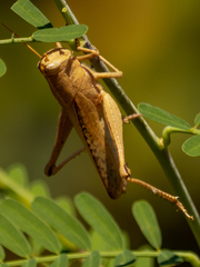 Schistocerca damnifica