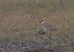 Charadrius leschenaultii
