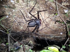Phrynus operculatus