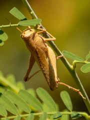 Schistocerca damnifica