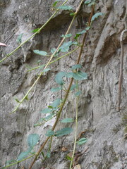 Muehlenbeckia tamnifolia