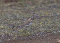 Charadrius leschenaultii