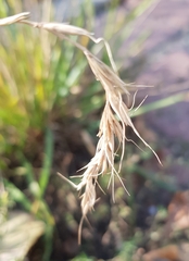 Elymus sibiricus