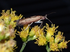 Elasmopalpus lignosella