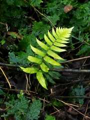 Dryopteris scottii