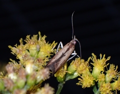 Elasmopalpus lignosella