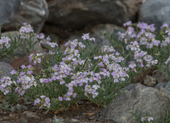 Dontostemon perennis
