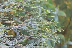 Comesperma pallidum