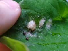 Araniella displicata