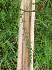 Bunium bulbocastanum